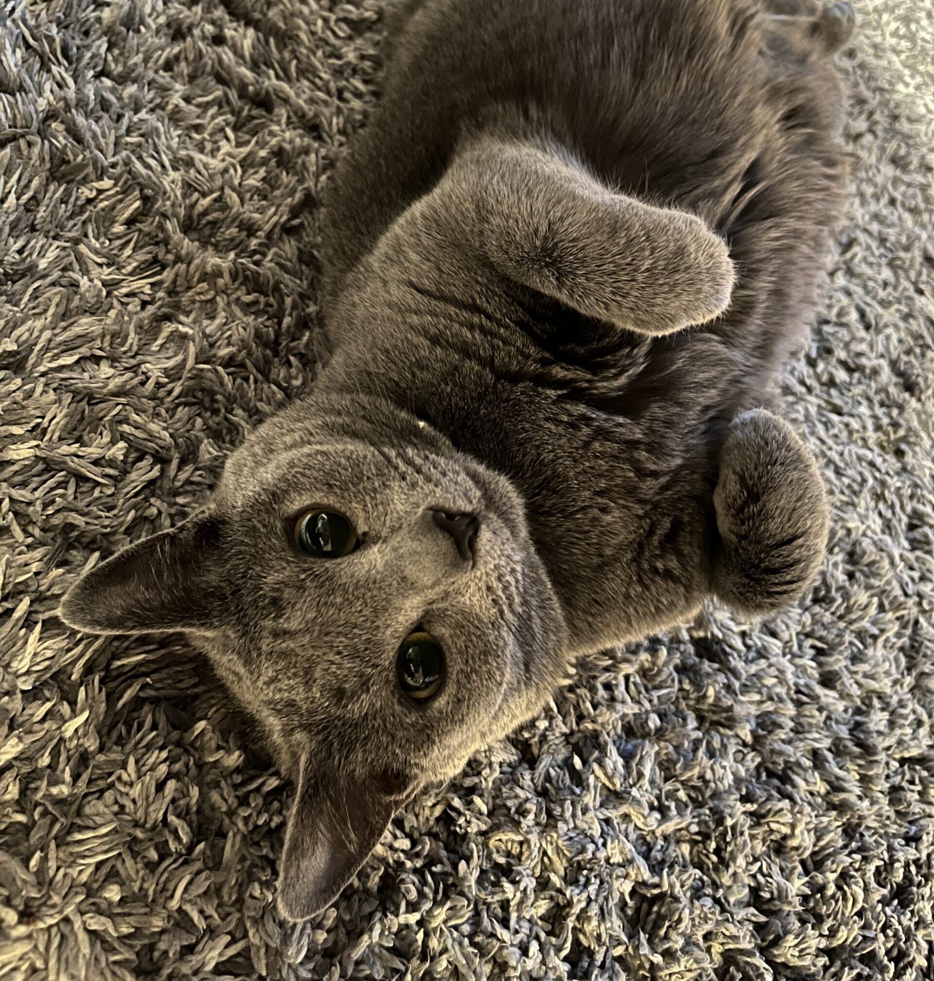我が家の猫